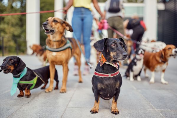 Bakersfield Pets