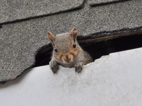 Bakersfield Wildlife Removal