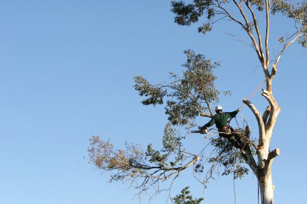 Bakersfield Tree Trimming