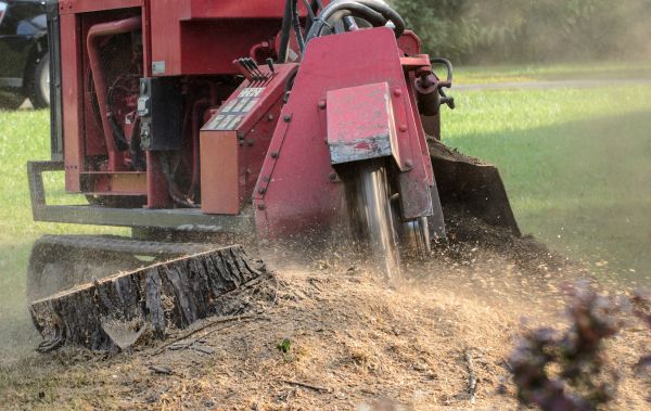 Bakersfield Tree Removal