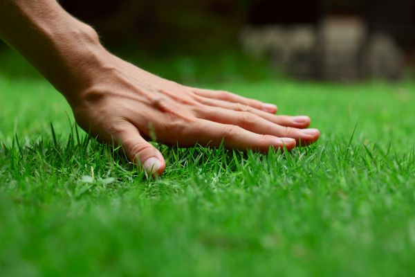 Bakersfield Lawn Treatment